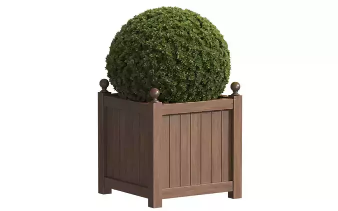 Boxwood in a wooden Garden Patio Planter