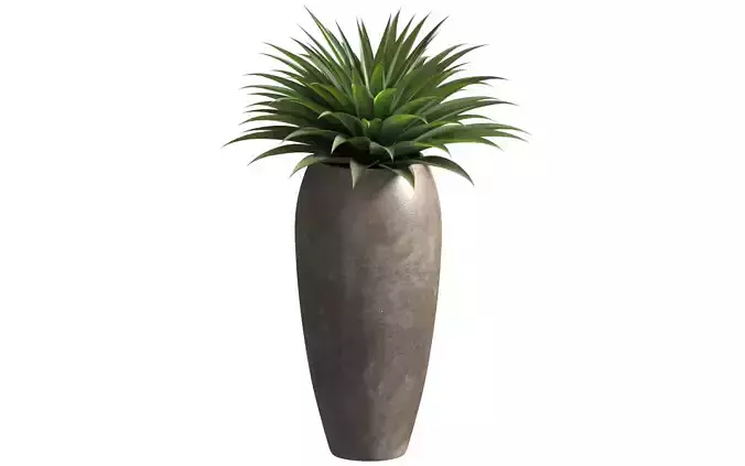 Agave plant in tall modern vase Tall Pot