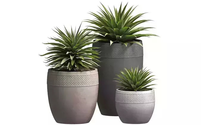 Beautiful Decorative Agave plants in outdoor pots 