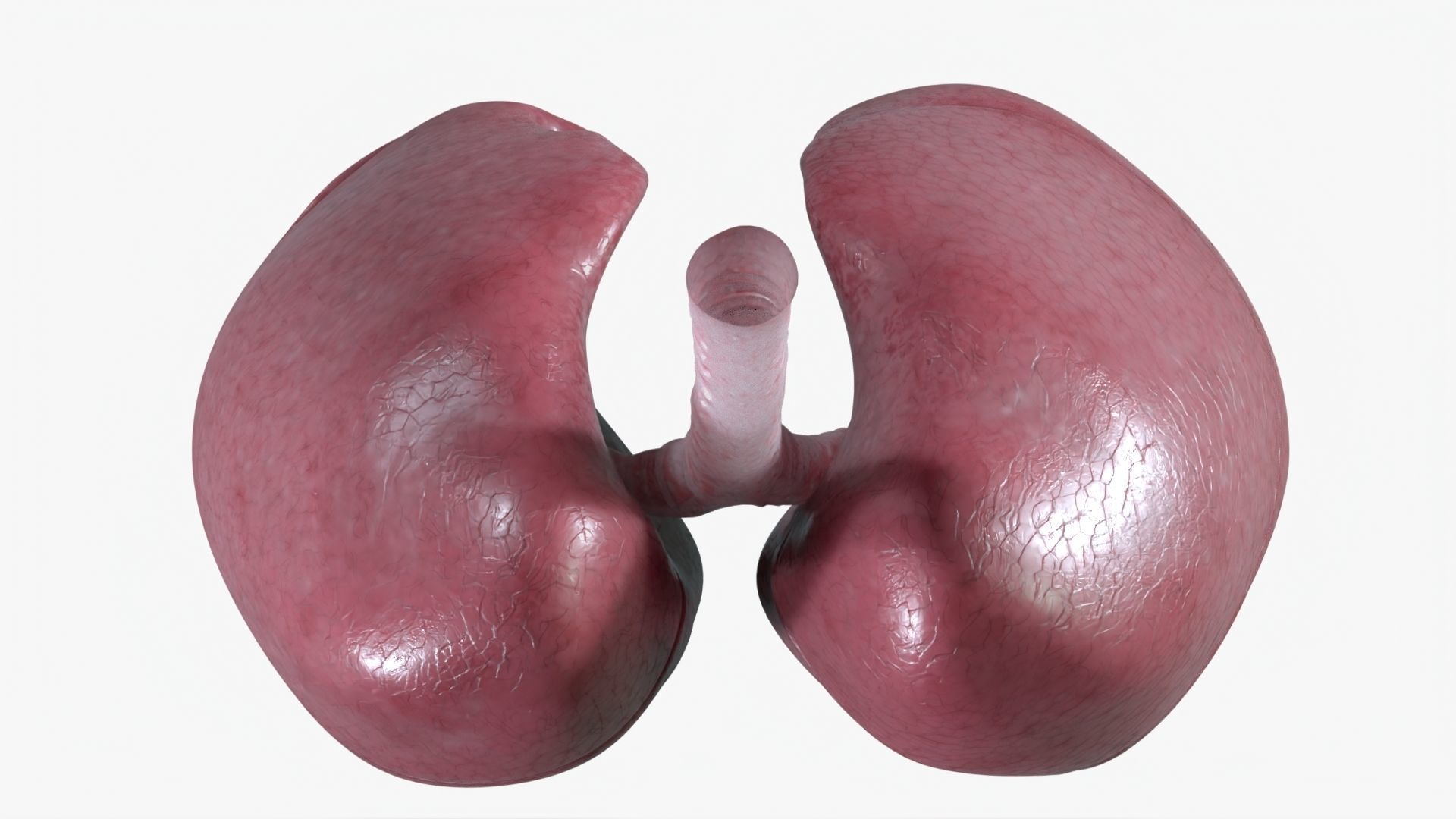 Respiratory System Low-poly 3D model_4