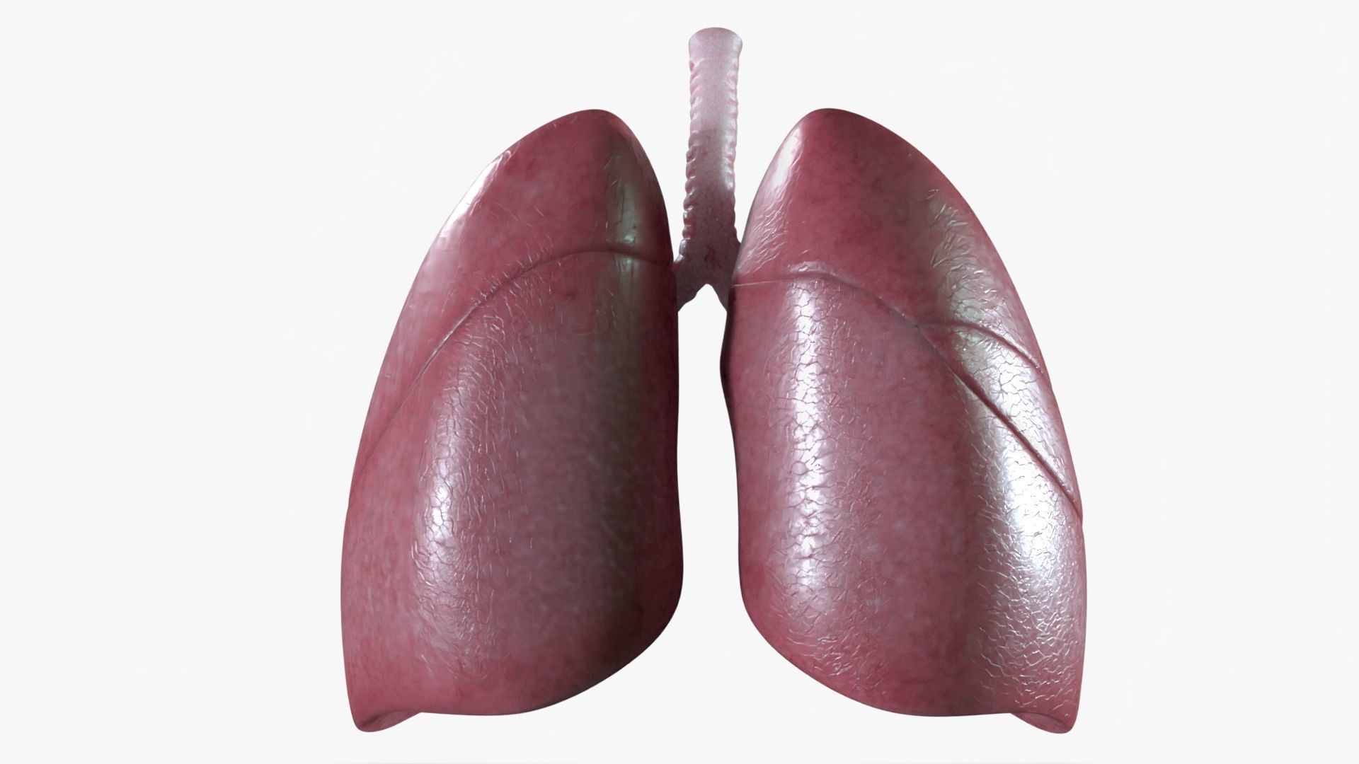 Respiratory System Low-poly 3D model_8