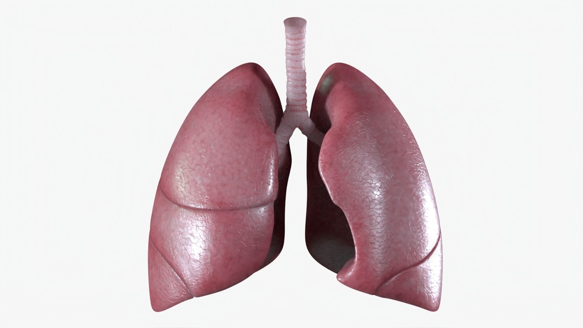 Respiratory System Low-poly 3D model_3