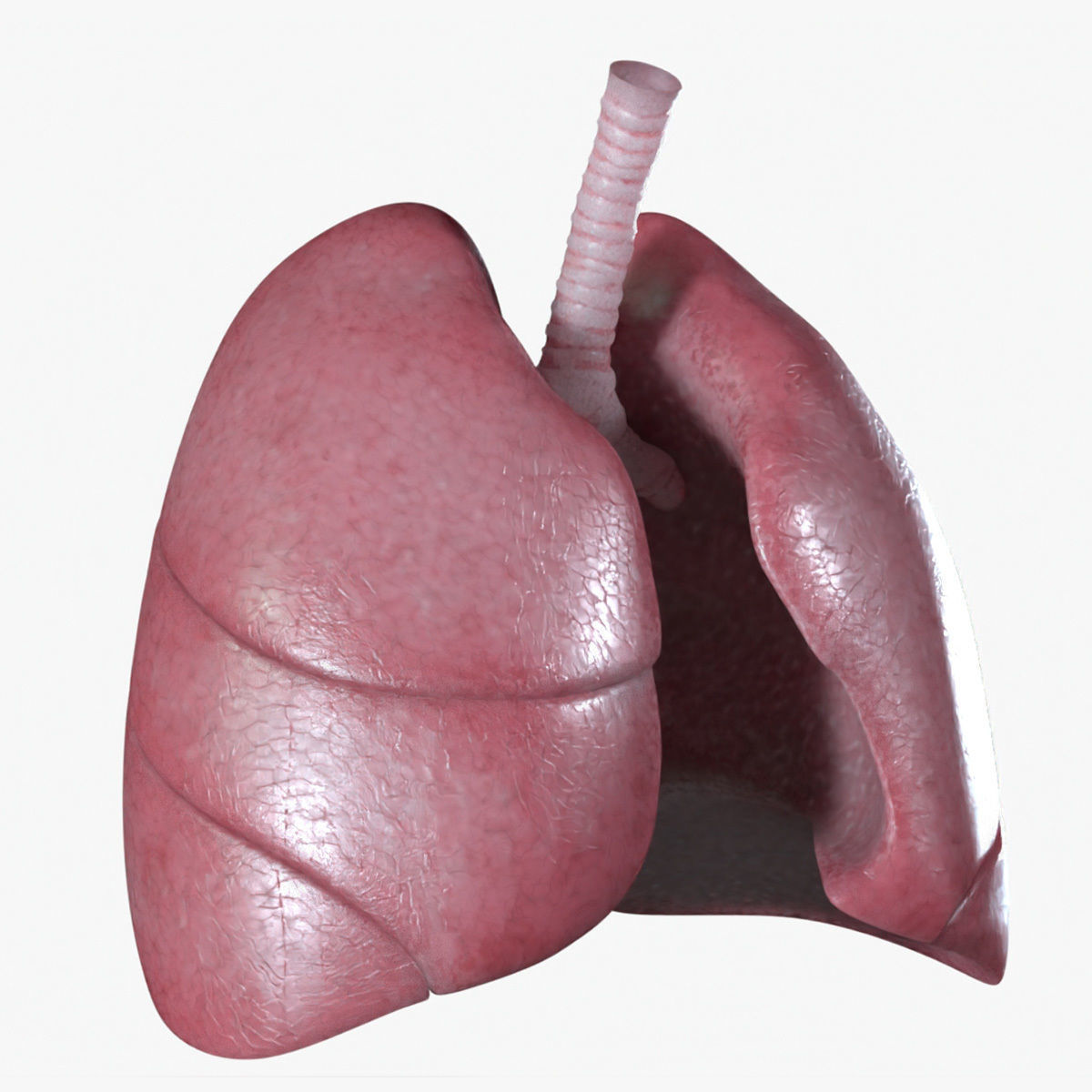 Respiratory System Low-poly 3D model_1