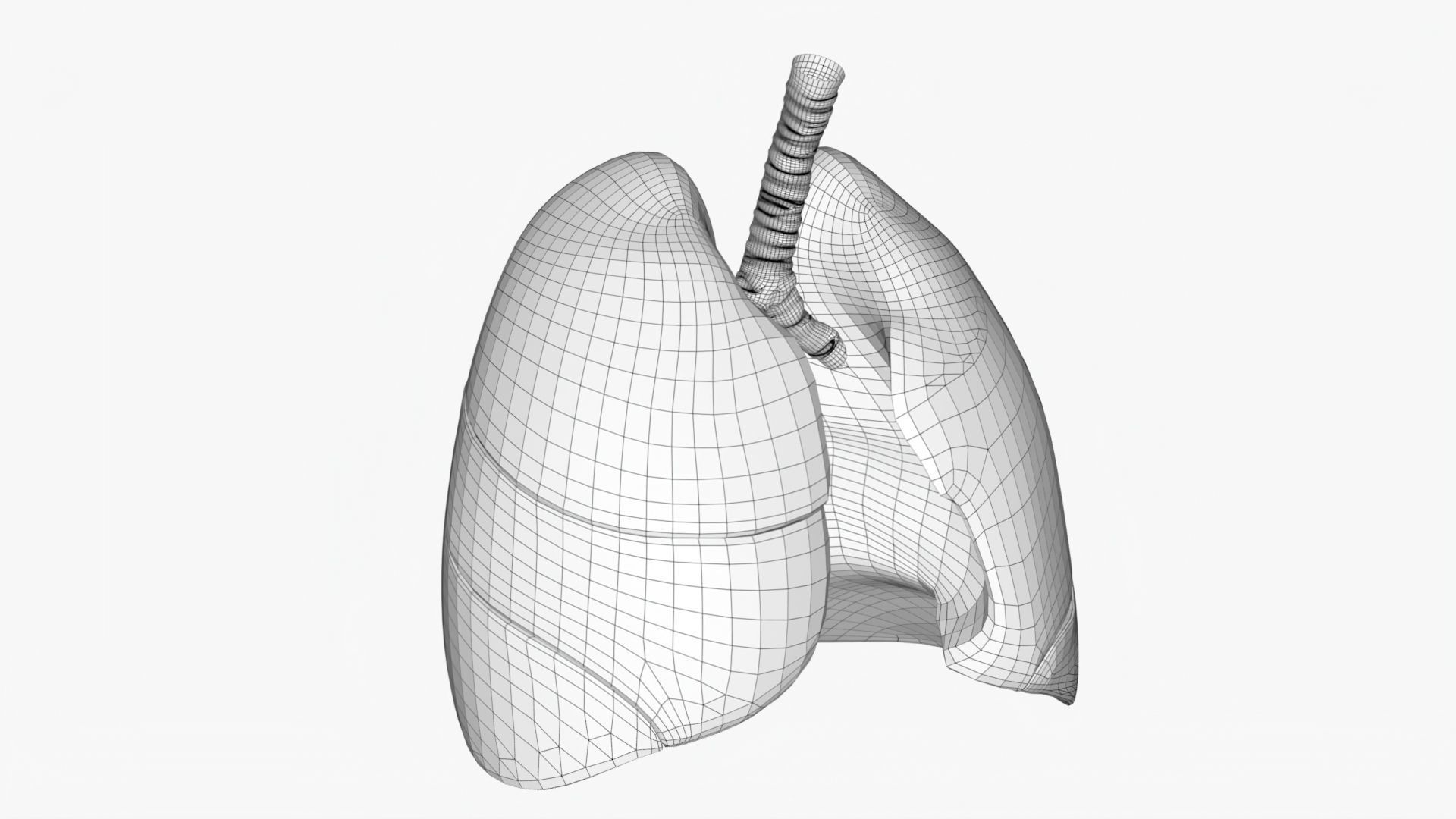 Respiratory System Low-poly 3D model_10