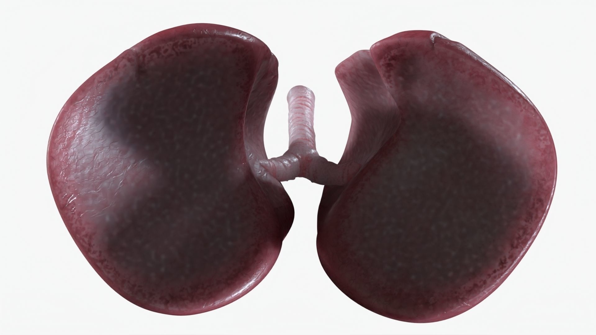 Respiratory System Low-poly 3D model_7