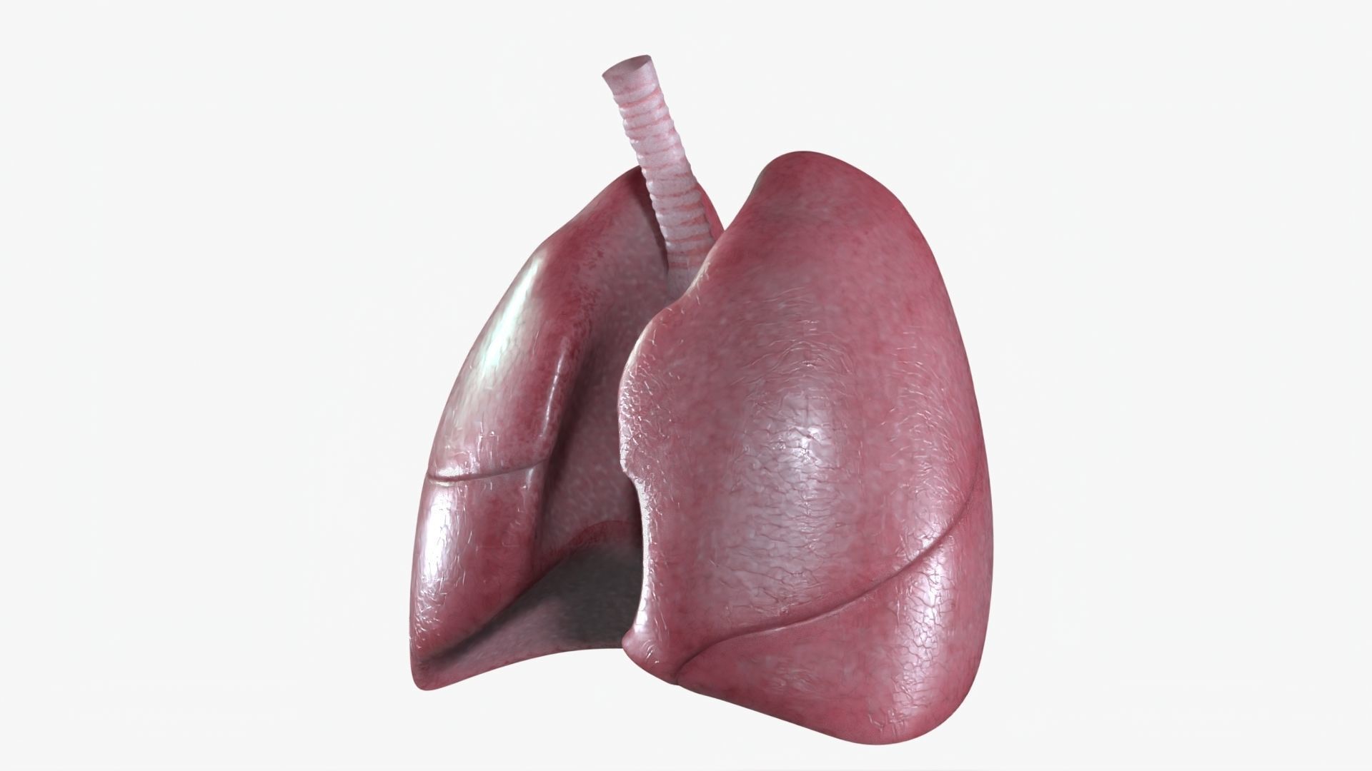 Respiratory System Low-poly 3D model_11