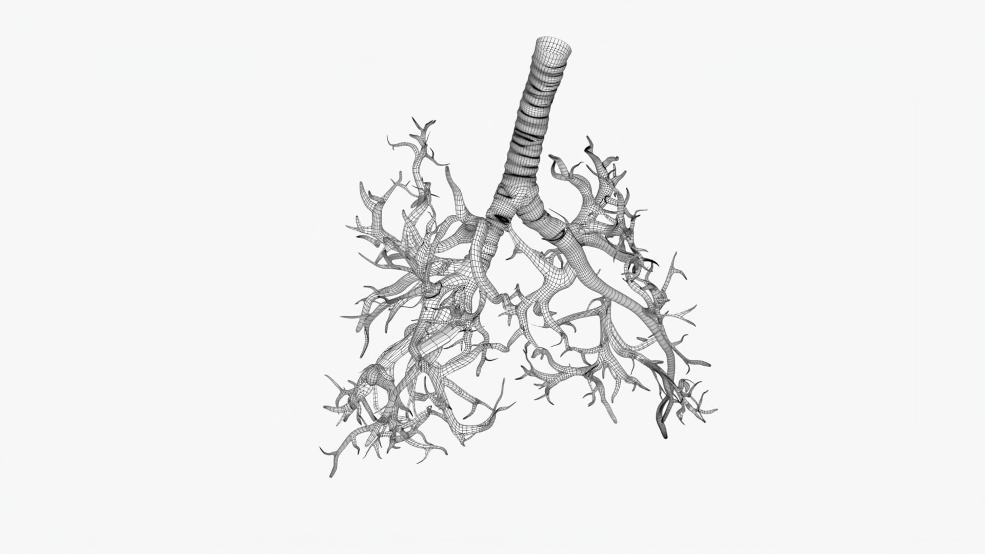 Respiratory System Low-poly 3D model_9