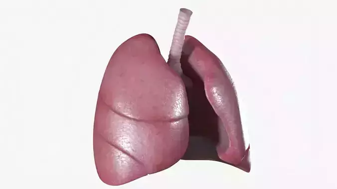 Respiratory System Low-poly 3D model