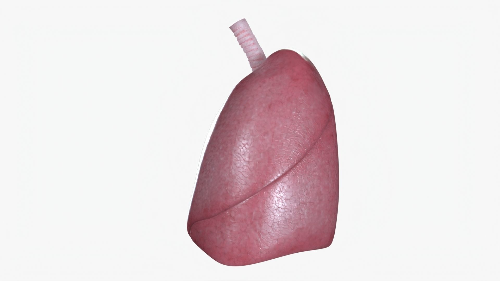 Respiratory System Low-poly 3D model_2