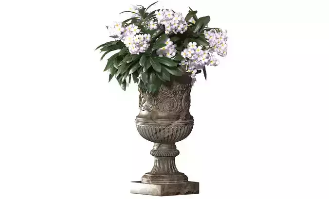 Plumeria Hawaiian in a classic flowerpot