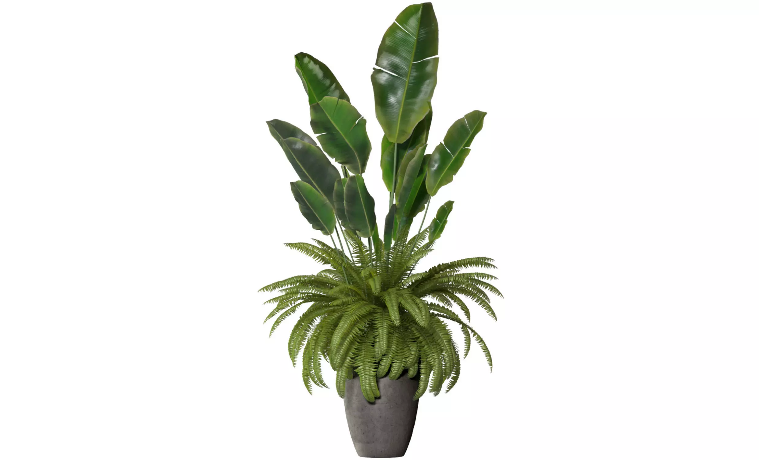 Fern in a pot 3D model_0
