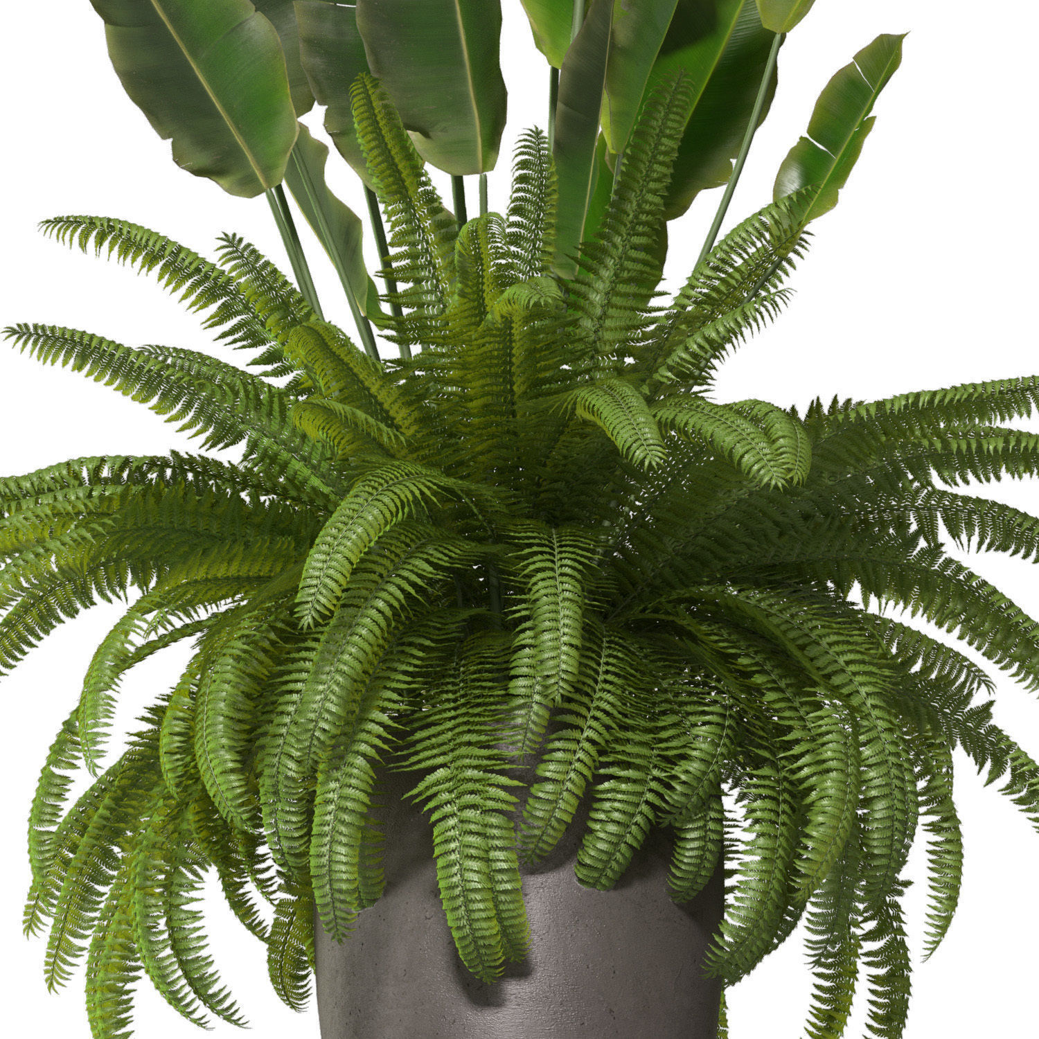 Fern in a pot 3D model_1