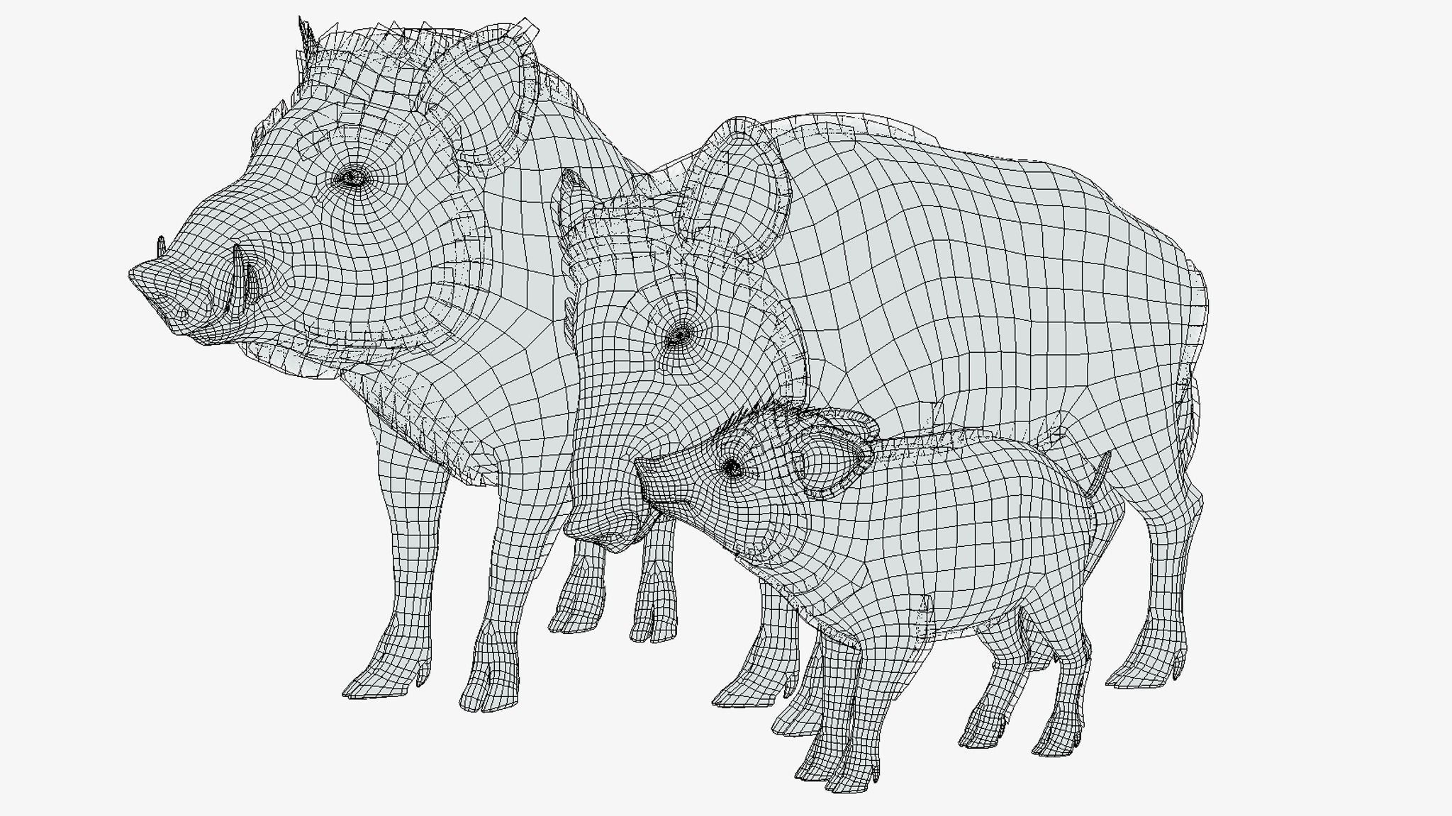 Wild Boar - Family 3D Model Collection_8