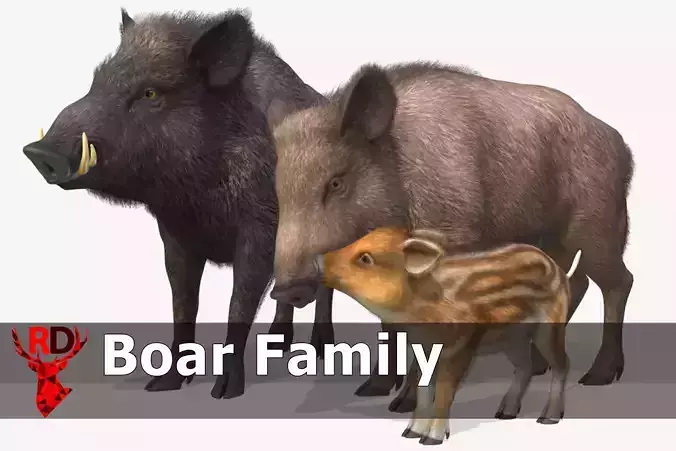 Wild Boar - Family 3D Model Collection