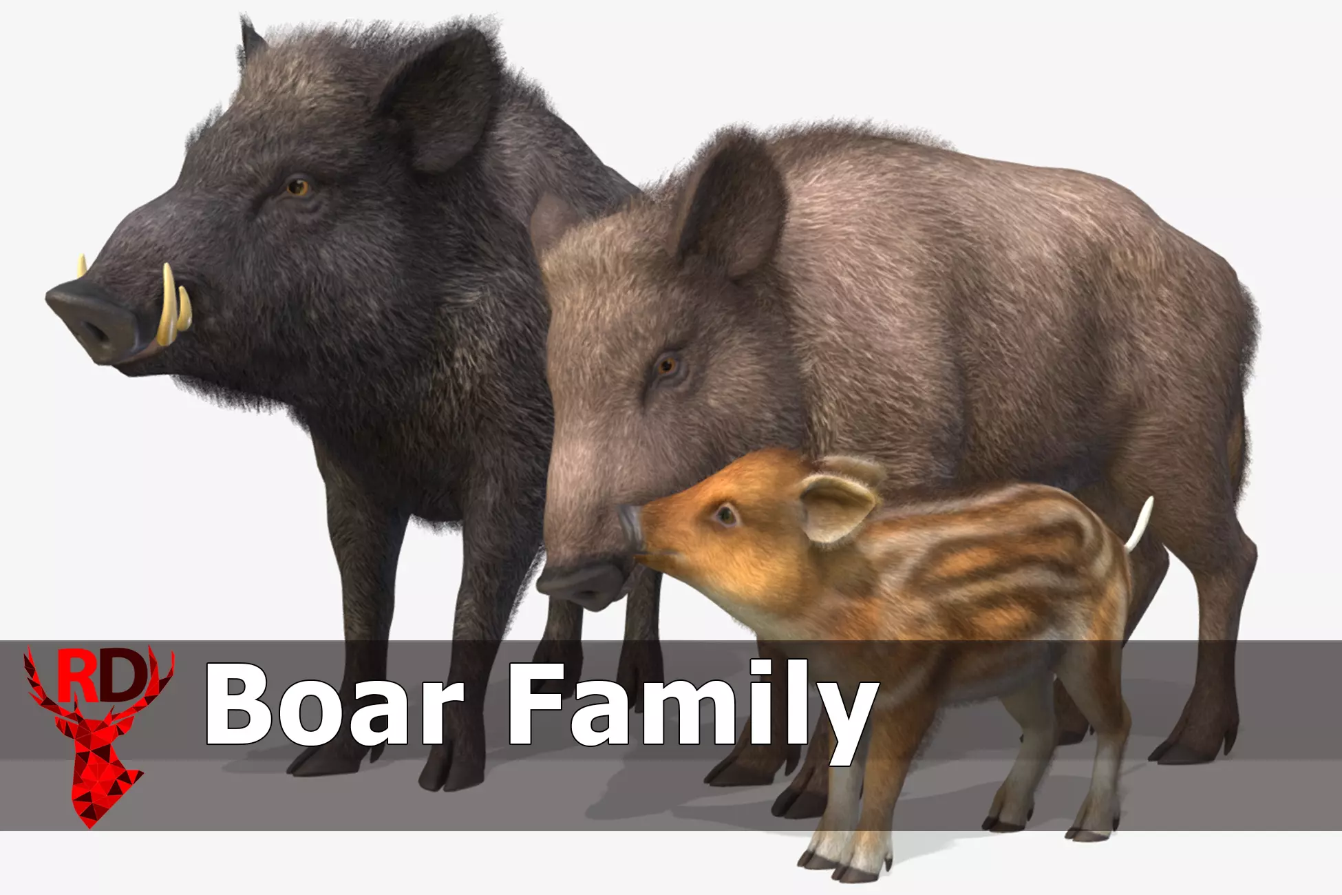 Wild Boar - Family 3D Model Collection_0