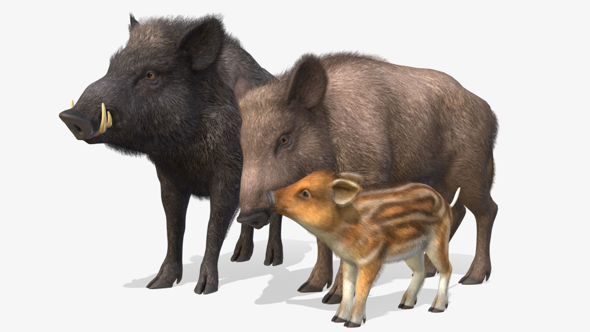 Wild Boar - Family 3D Model Collection_4