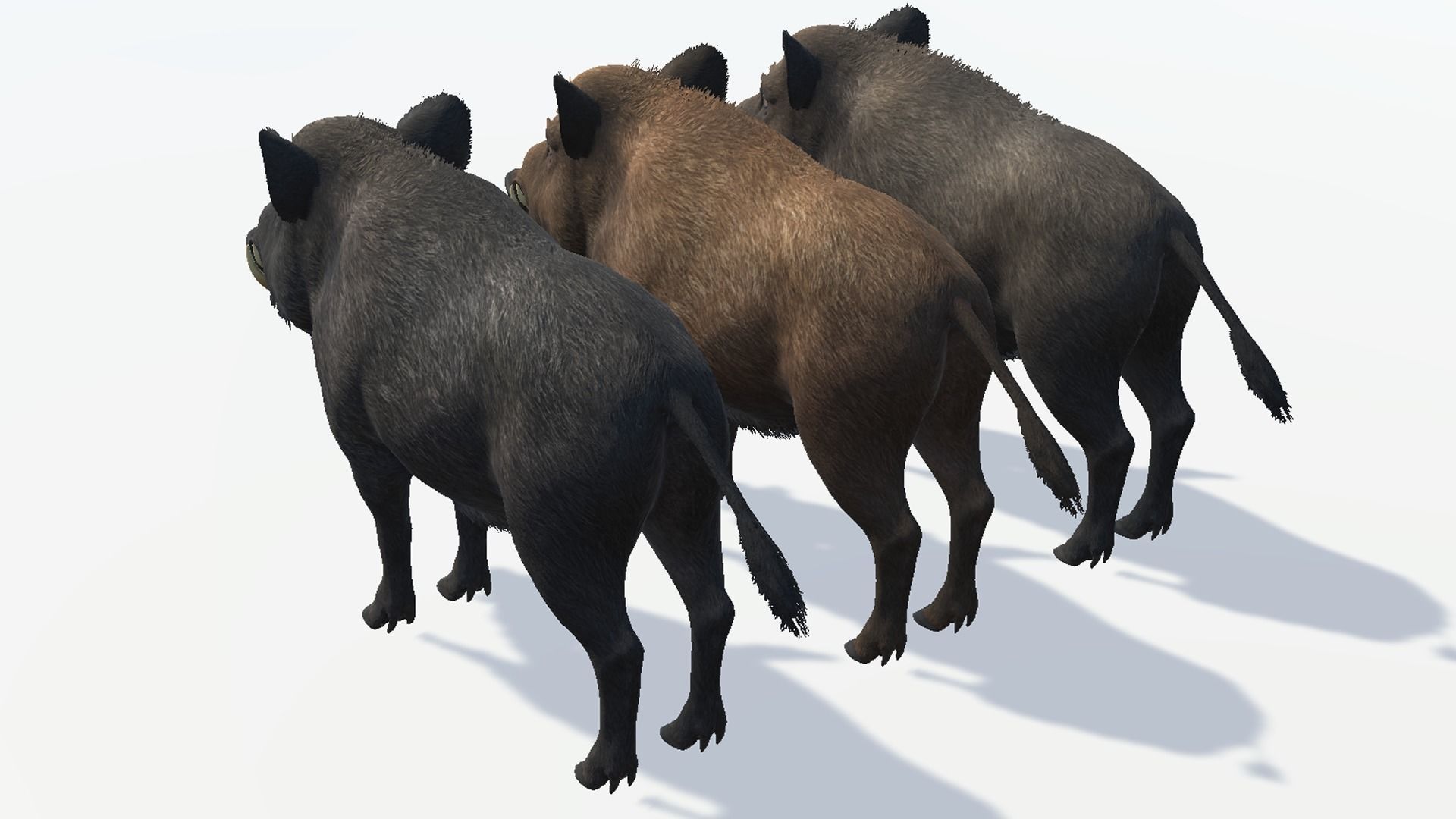 Wild Boar - Family 3D Model Collection_12