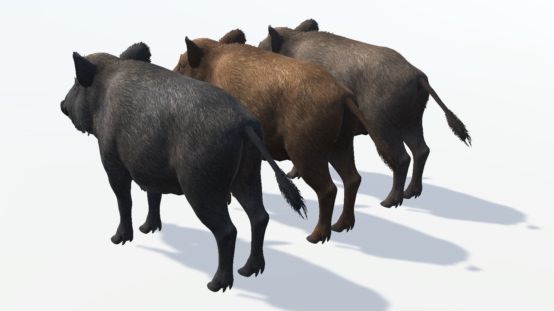 Wild Boar - Family 3D Model Collection_18