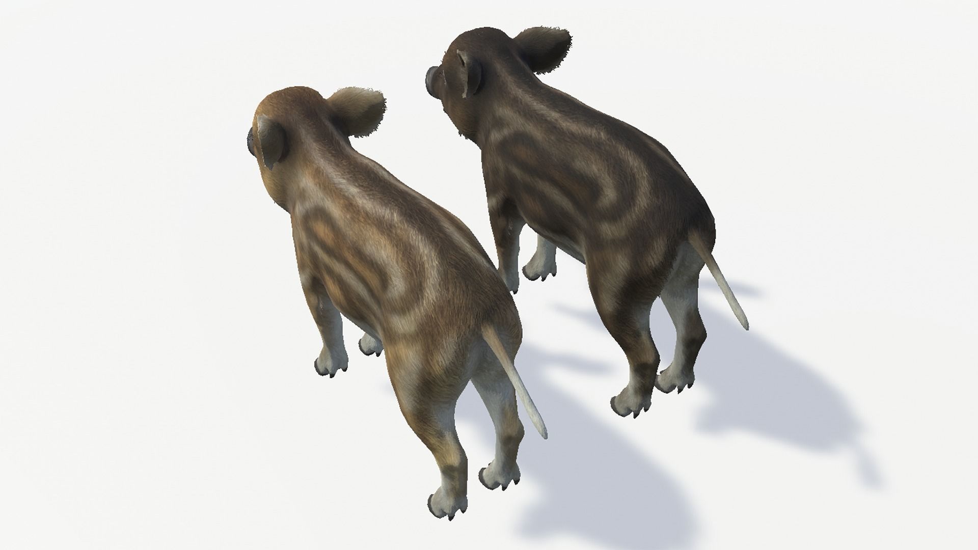 Wild Boar - Family 3D Model Collection_24