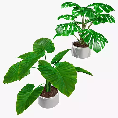 Interior Tropical Plants Monstera Deliciosa Alocasia Low-poly Low-poly 3D model