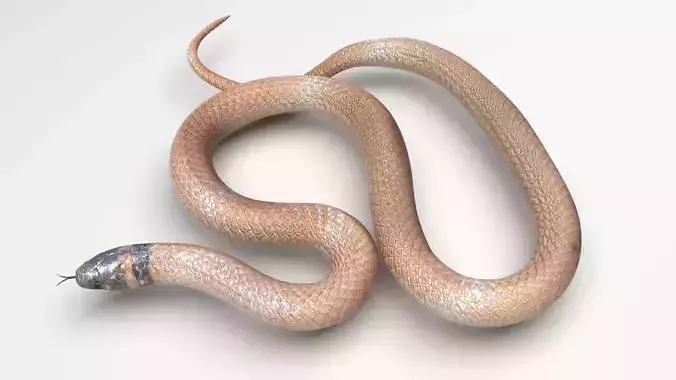 Crowned Snake 3D model