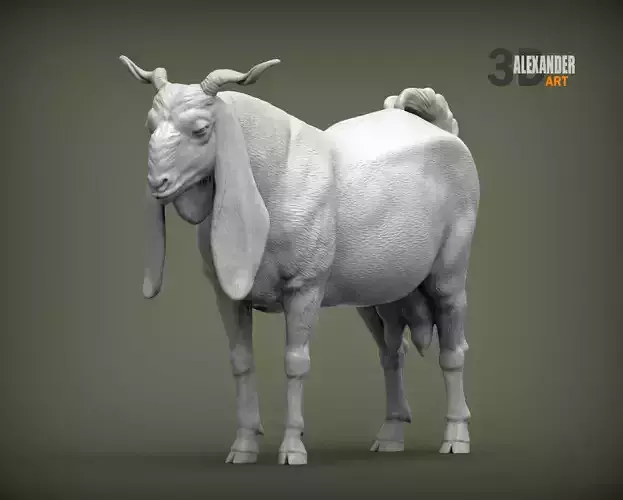 Gulabi goat