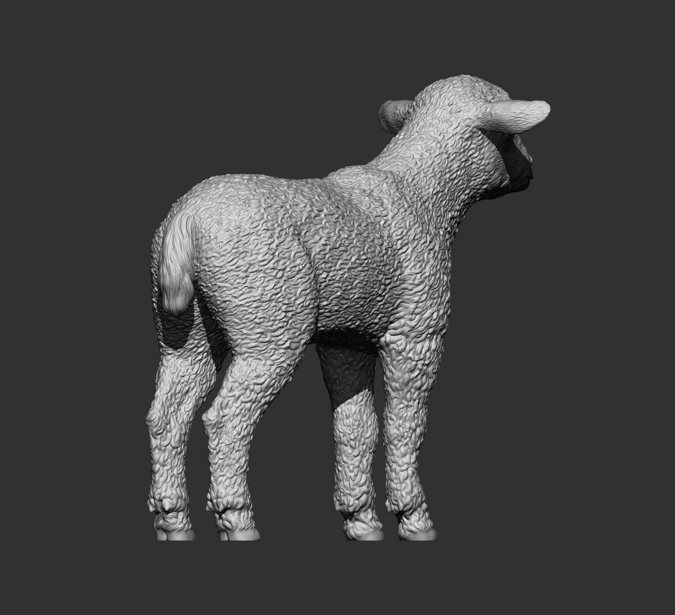Lamb 3D print model 3D print model_11