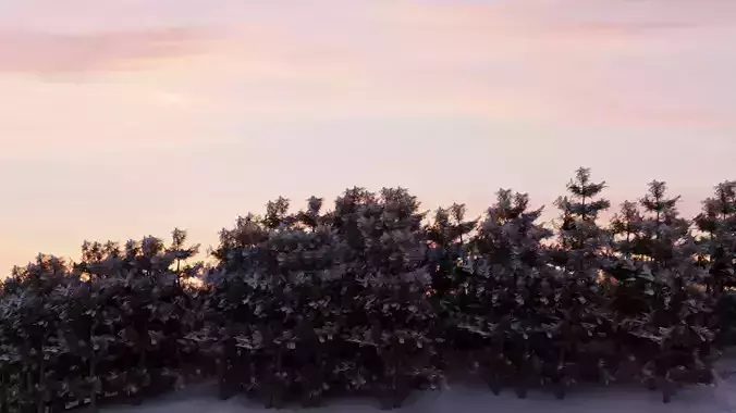 Landscape of Snowy Pine Trees