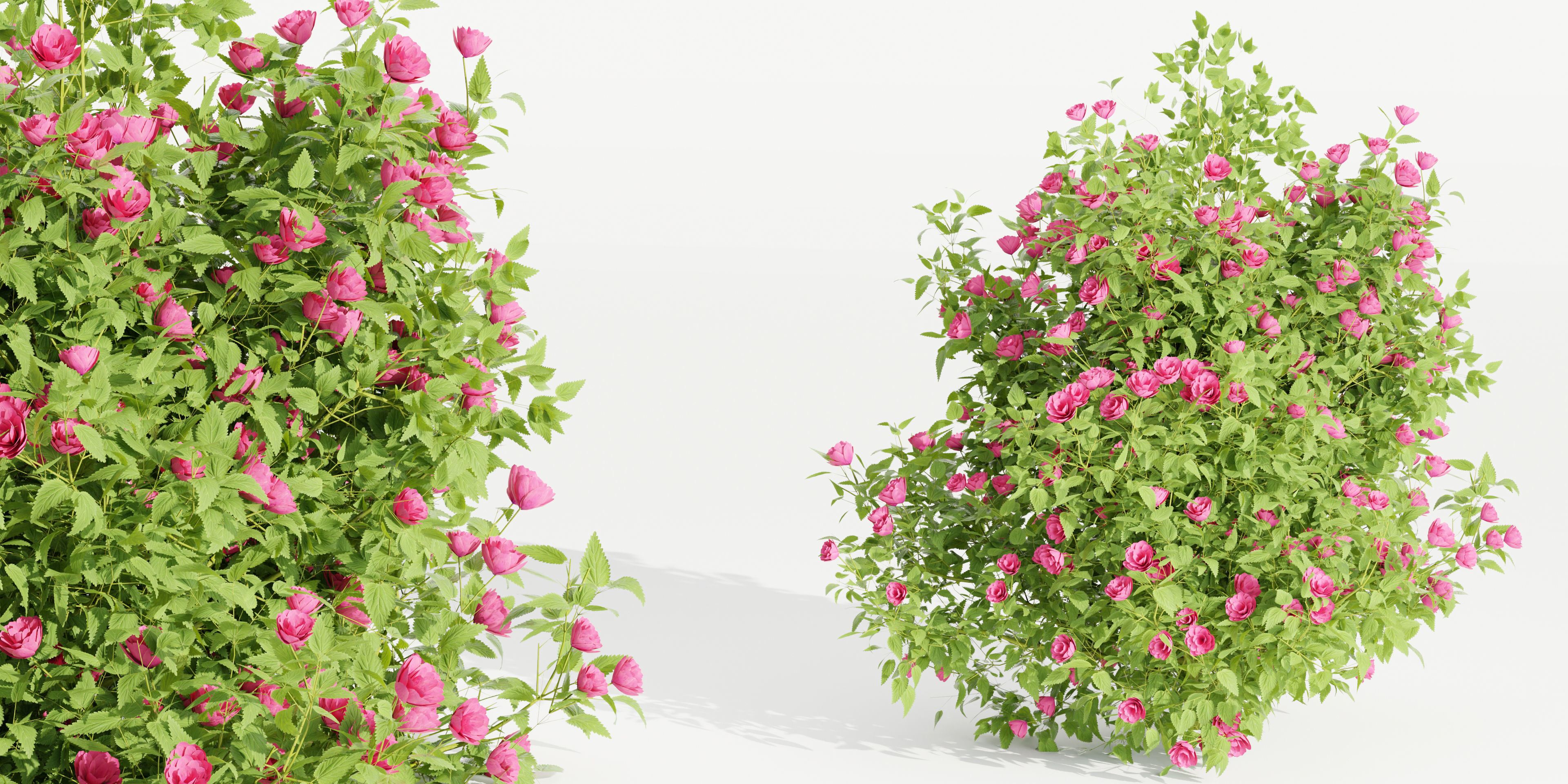 collection flowering bush vol 4-Blender 3D model_2