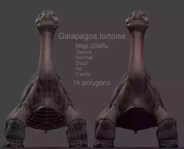 Galapagos Tortoise Low-poly model 3D model