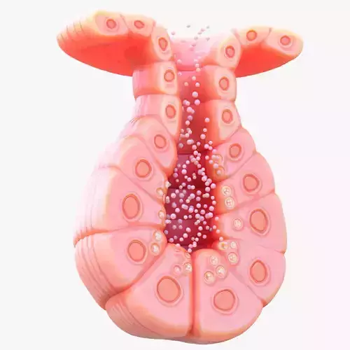 Exocrine gland 3D model
