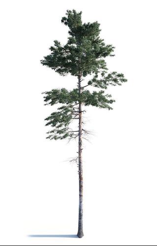 Pine Tree 003 3D model