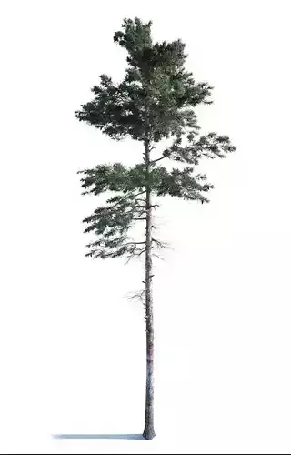 Pine Tree 003 3D model
