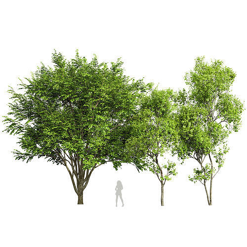 European Beech and Acer Saccharinum 3D model