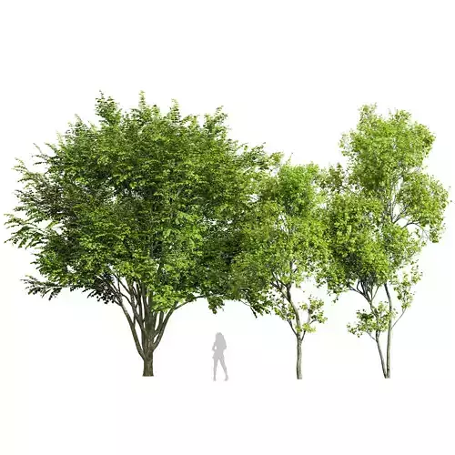 European Beech and Acer Saccharinum