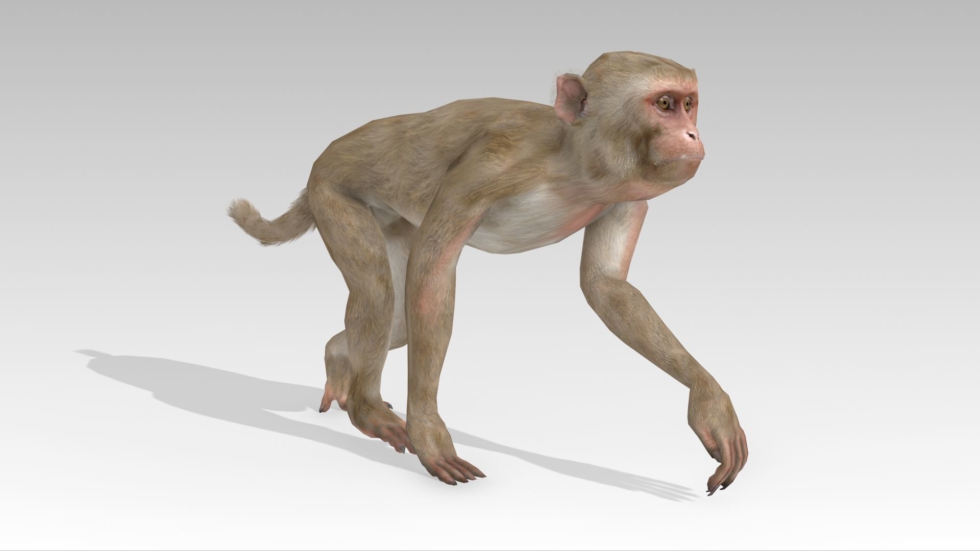 Macaque Low-poly 3D model_2