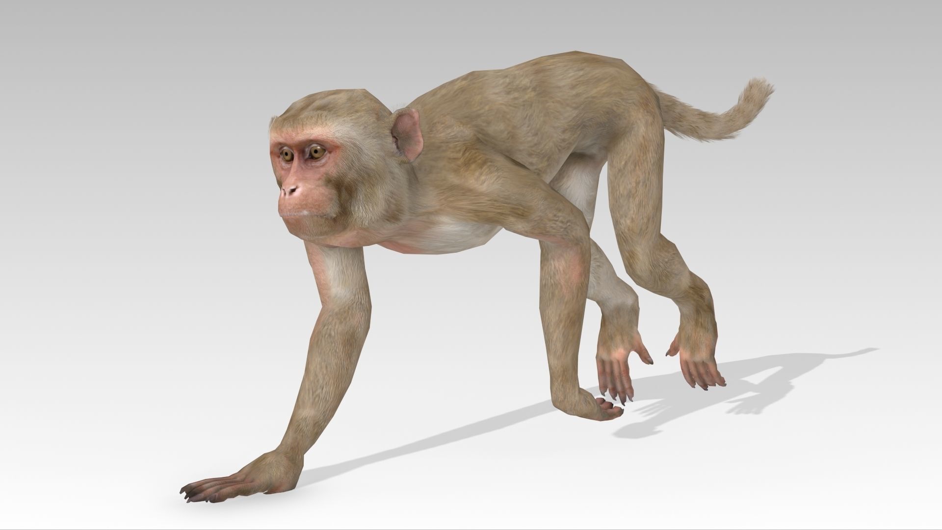 Macaque Low-poly 3D model_3