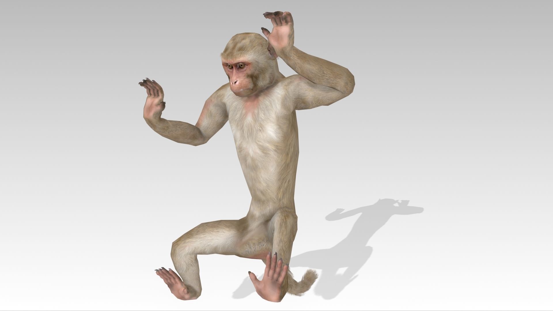 Macaque Low-poly 3D model_6