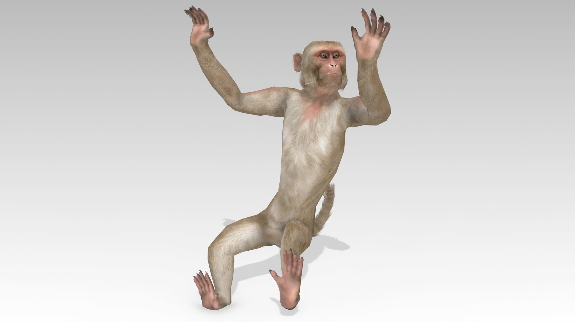 Macaque Low-poly 3D model_8