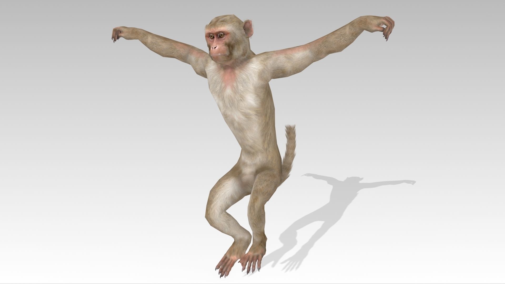 Macaque Low-poly 3D model_5