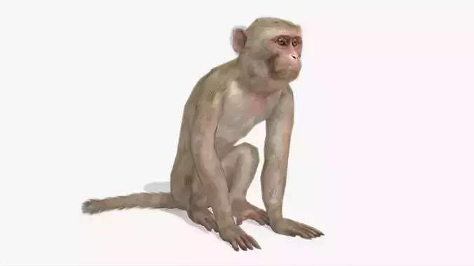 Macaque Low-poly 3D model