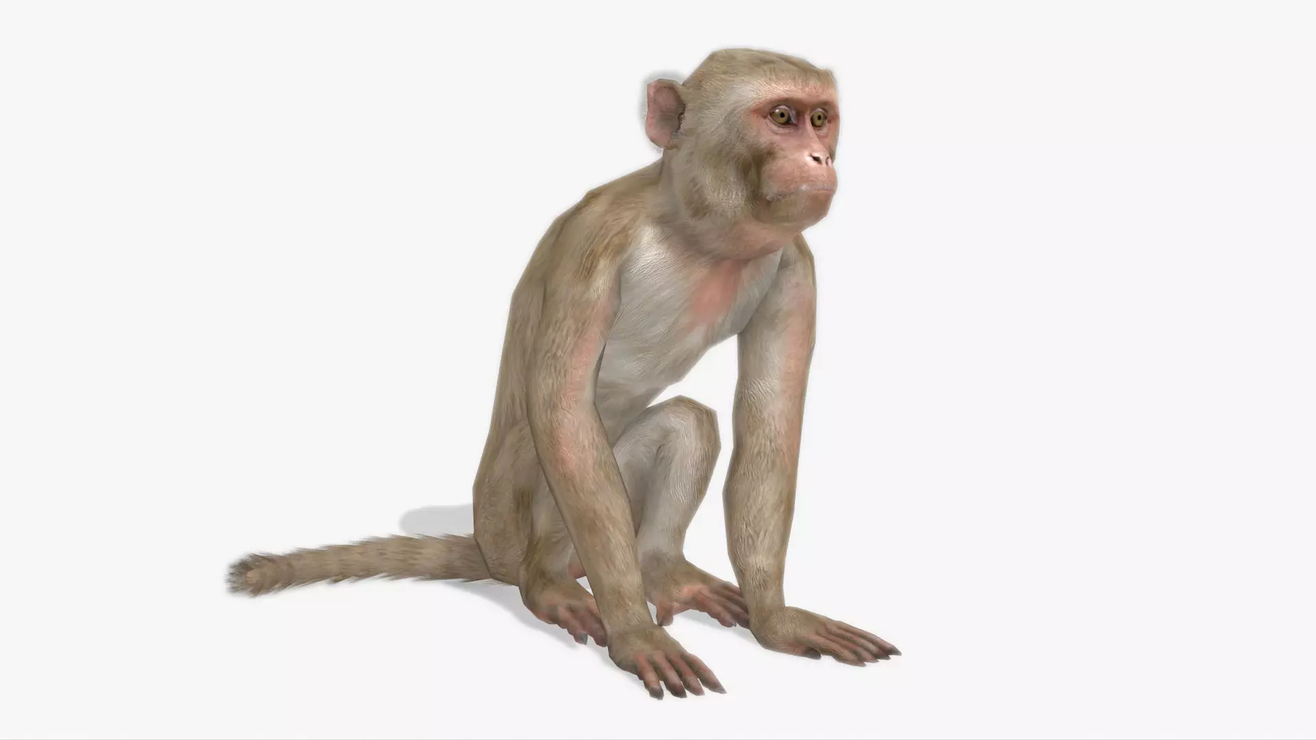 Macaque Low-poly 3D model_0