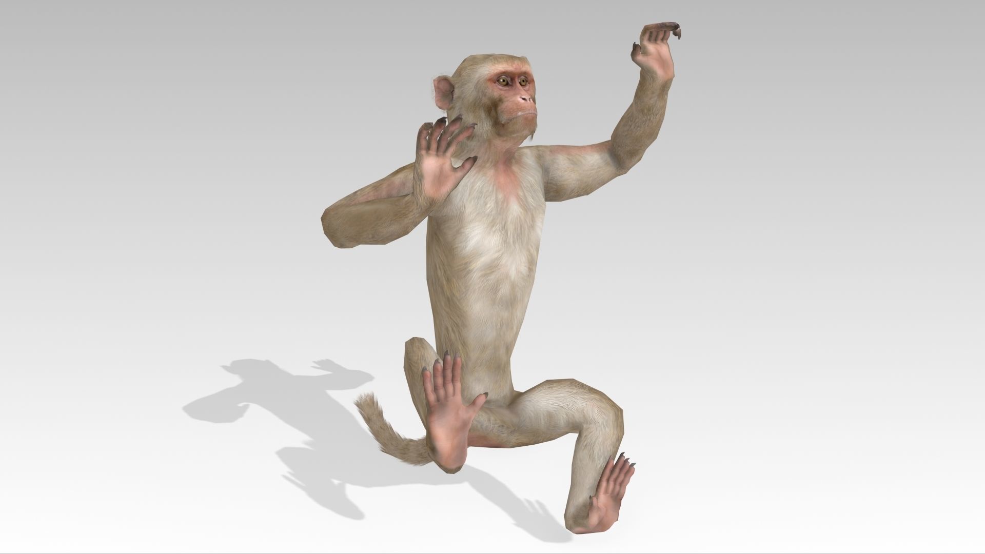 Macaque Low-poly 3D model_7