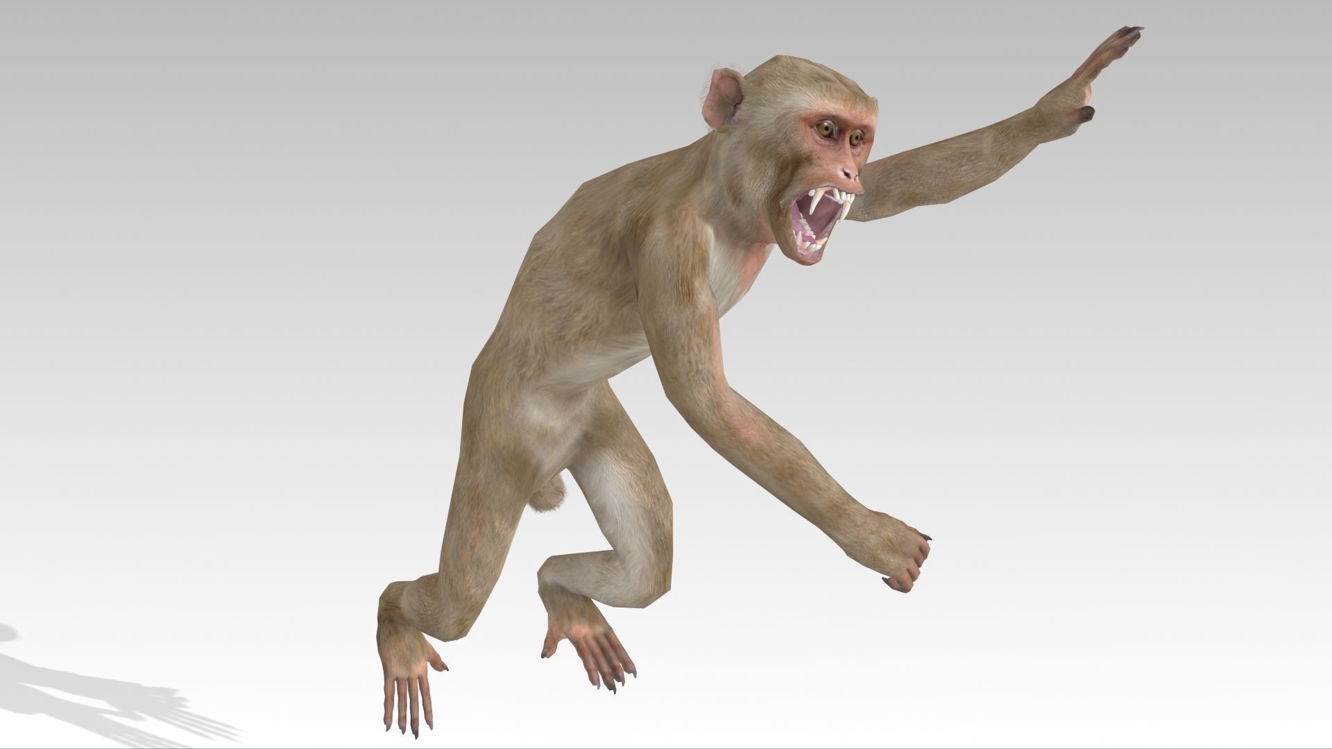 Macaque Low-poly 3D model_4