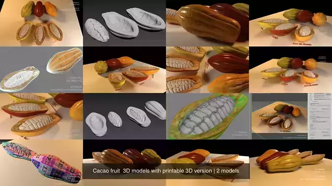 Cacao fruit  3D models with printable 3D version 3D Model Collection