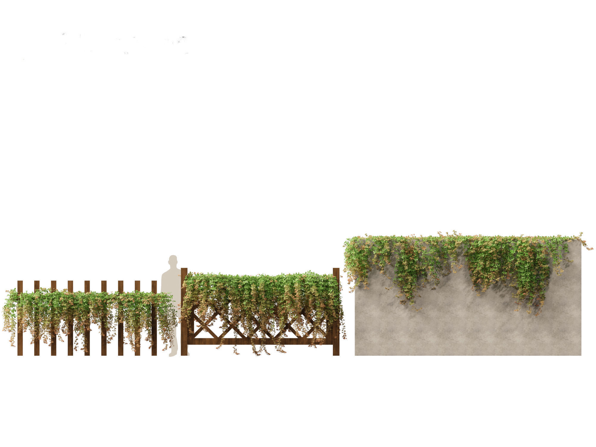 Parthenocissus Sikkimensis - Sikkim 01 3D model_1