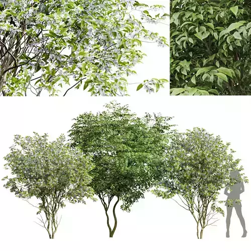 Japanese Cherry Leaf and Amelanchier Lamarckii