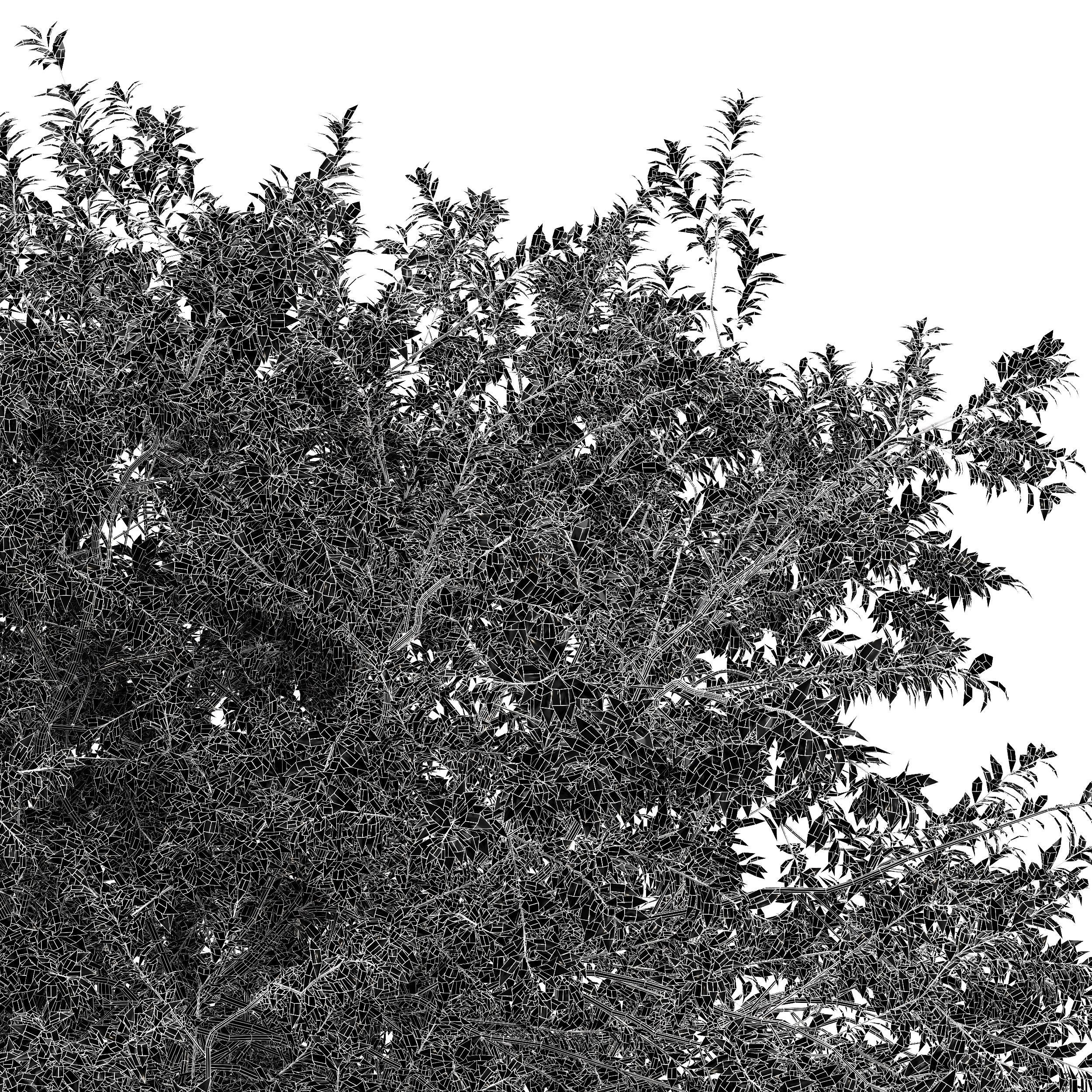 Japanese Cherry Leaf and Water gum-3 trees 3D model_6