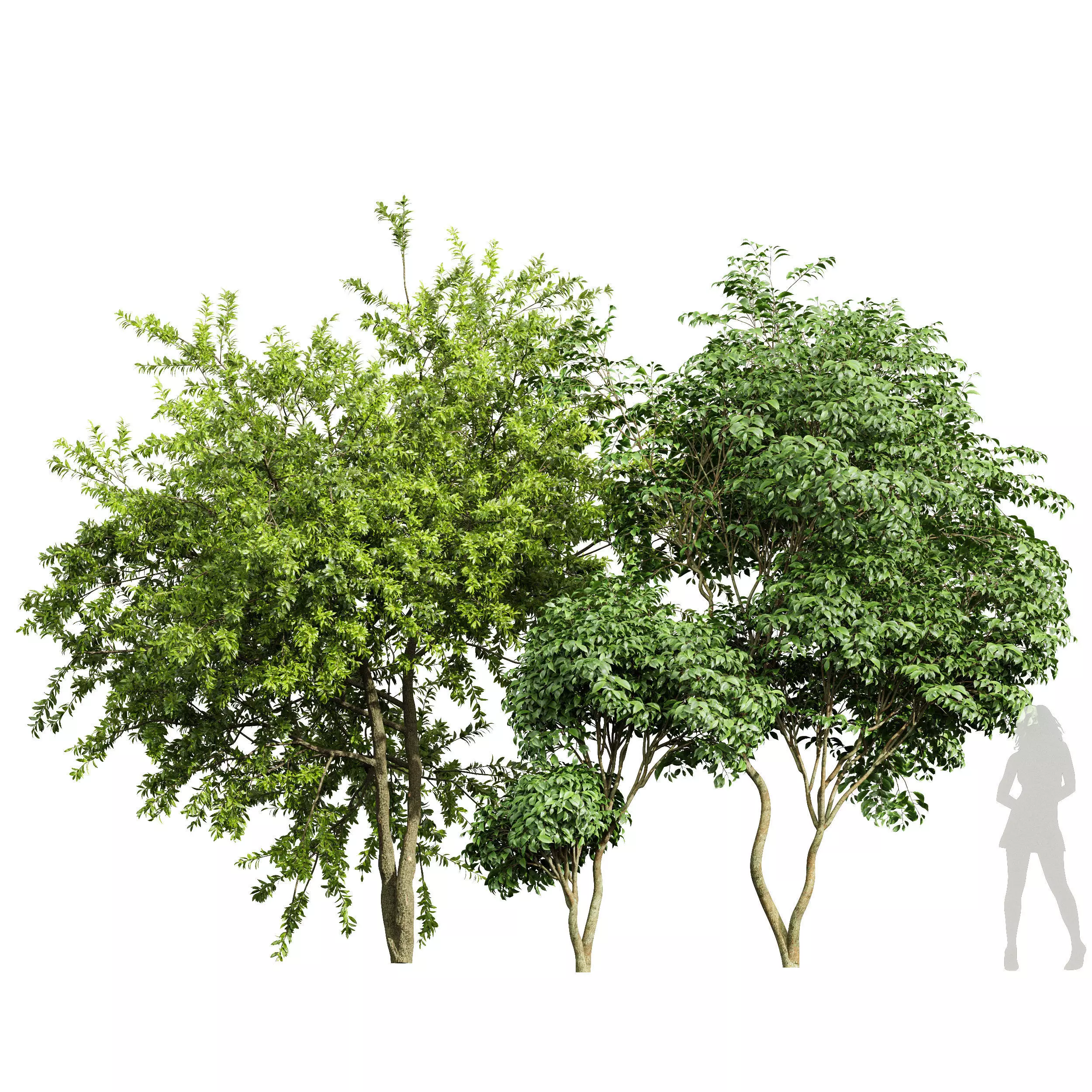 Japanese Cherry Leaf and Water gum-3 trees 3D model_0