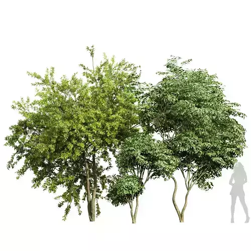 Japanese Cherry Leaf and Water gum-3 trees 3D model